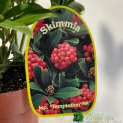 Skimmia Japonica 'Temptation' 2Ltr Pot (NL) 5 Skimmia Japonica 'Temptation' 2Ltr Pot (NL) -Wolf-Garten Shop 0000000398528 2