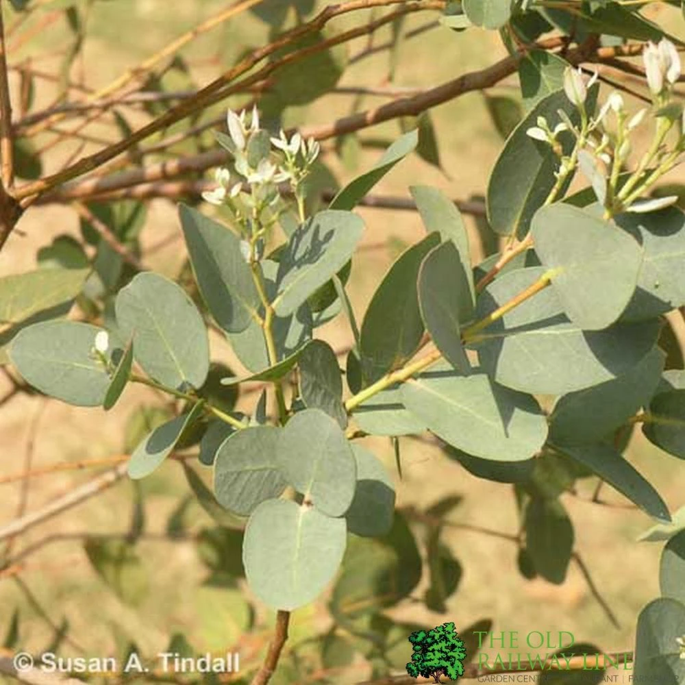 Front Page -Wolf-Garten Shop 0000000415111