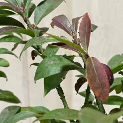 Euonymus Alatus 'Compactus' Plant 4Ltr Pot (NL) -Wolf-Garten Shop 00000275 3