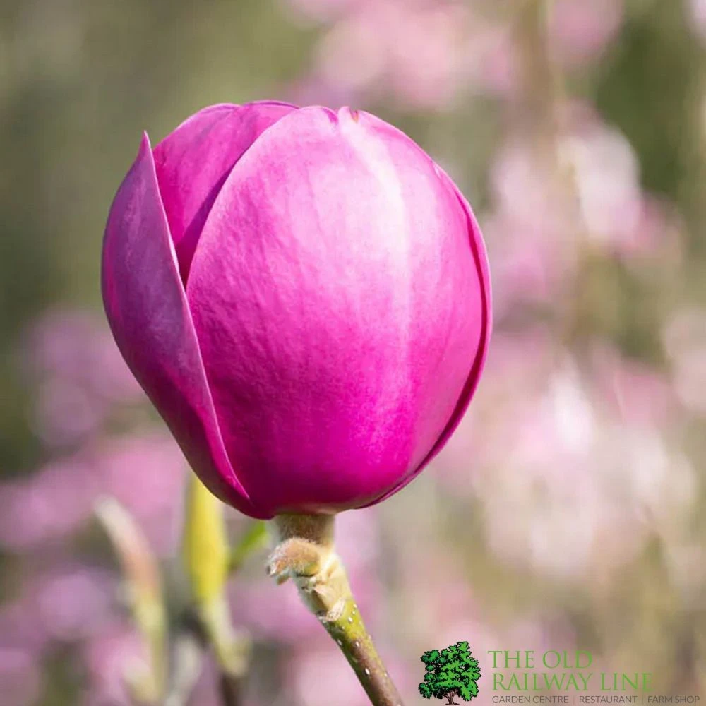 Magnolia 'Black Tulip' Tree 80cm Tall (NL)