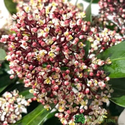 Skimmia Japonica 'Rubella' 1.5Ltr Pot (NL) -Wolf-Garten Shop 00000286 2 1
