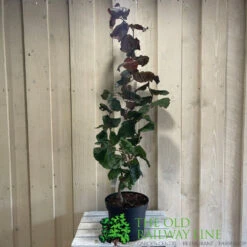 Corylus 'Red Majestic' Hazel Tree 70cm Tall (NL) 5 Corylus 'Red Majestic' Hazel Tree 70cm Tall (NL) -Wolf-Garten Shop 00002653 2