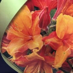 Azalea (Deciduous) 'Golden Eagle' 7.5Ltr Pot (NL) 6 Azalea (Deciduous) 'Golden Eagle' 7.5Ltr Pot (NL) -Wolf-Garten Shop 00002759 2