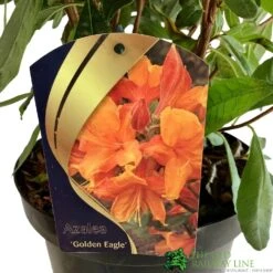 Azalea (Deciduous) 'Golden Eagle' 7.5Ltr Pot (NL) 7 Azalea (Deciduous) 'Golden Eagle' 7.5Ltr Pot (NL) -Wolf-Garten Shop 00002759