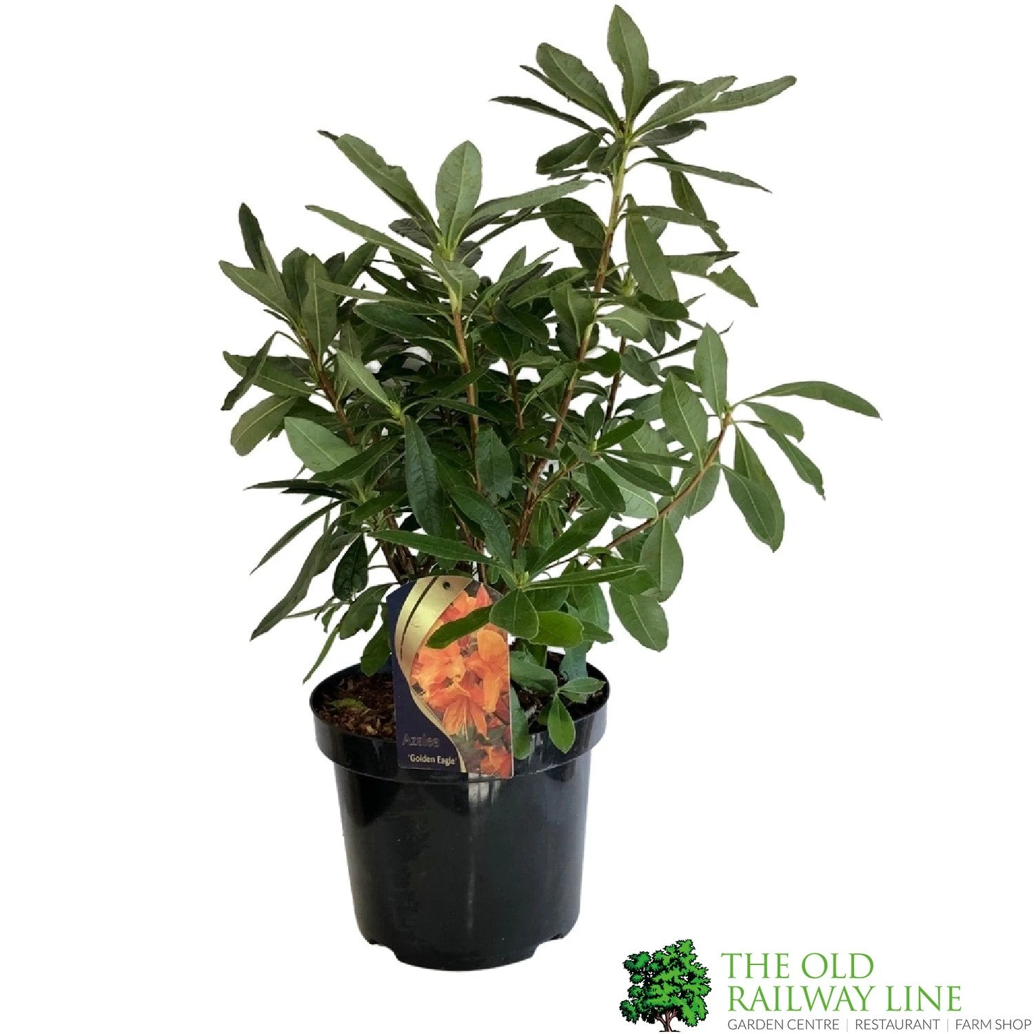 Azalea (Deciduous) 'Golden Eagle' 7.5Ltr Pot (NL) 2 Azalea (Deciduous) 'Golden Eagle' 7.5Ltr Pot (NL) - Image 2
