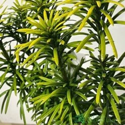 Front Page -Wolf-Garten Shop 00003296 2