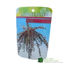 Cotoneaster 'Juliette' 80cm Tall (NL) -Wolf-Garten Shop 30001111 1