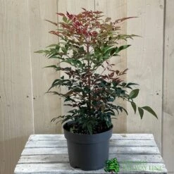 Nandina Domestica 'Obsessed' 2Ltr Pot (NL) -Wolf-Garten Shop 30002508 2