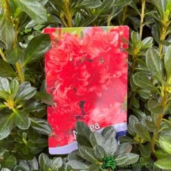 Azalea 'Geisha Orange' 3Ltr Pot (NL) -Wolf-Garten Shop 30008869 5b9b6a4d 2eef 4de9 a7d5 74d146507ae8