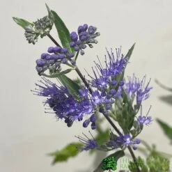 Front Page -Wolf-Garten Shop 5019756141337 2