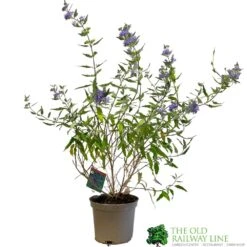 Front Page 22 Caryopteris X Clandonensis 'Kew Blue' 3Ltr Pot