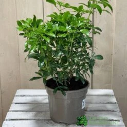 Choisya Ternata Mexican Orange Blossom Plant 3Ltr Pot 3 Choisya Ternata Mexican Orange Blossom Plant 3Ltr Pot -Wolf-Garten Shop 5019756149944 2