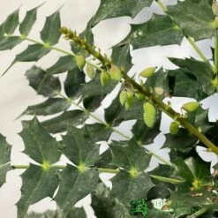 Mahonia 'Charity' Plant 3Ltr Pot 3 Mahonia 'Charity' Plant 3Ltr Pot -Wolf-Garten Shop 5019756219425 2