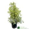 Pittosporum 'Golden King' 3Ltr
