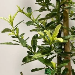 Ceanothus 'Lemon And Lime' Plant 3Ltr Pot -Wolf-Garten Shop 5019801003108 2