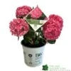 Hydrangea 'Sweet Cupcake' 5Ltr Pot