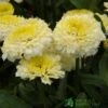 Leucanthemum X Superbum 'Luna' Plant 2Ltr Pot