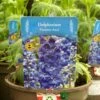 Delphinium Paramo 'Azul' 2Ltr Pot