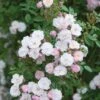 Pink Miniature Climbing Rose 'Little Rambler' 3Ltr Pot
