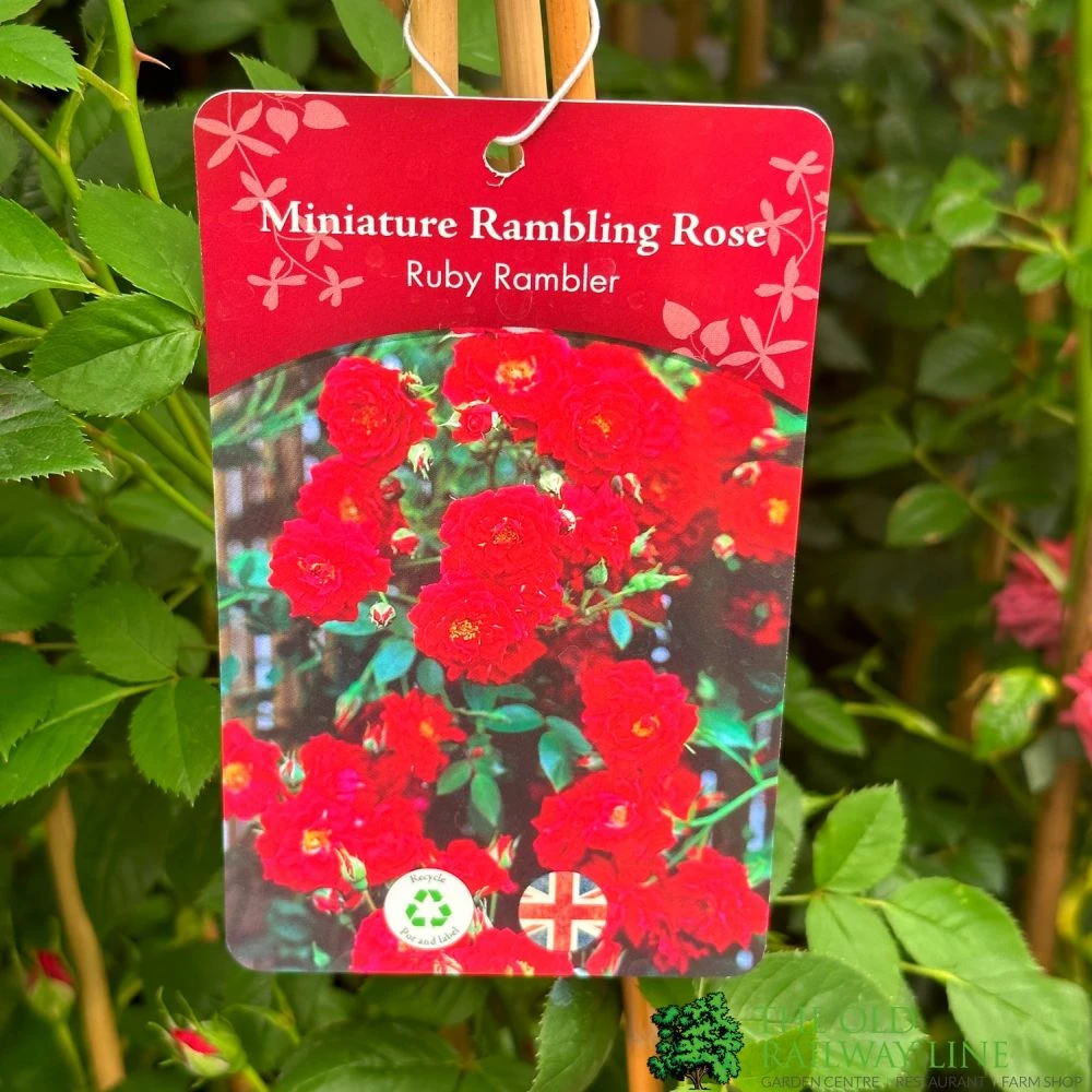 Red Miniature Climbing Rose 'Ruby Rambler' 3Ltr Pot 1 Red Miniature Climbing Rose 'Ruby Rambler' 3Ltr Pot