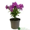 Phlox 'Famous Purple' 3Ltr Pot