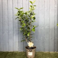 Camellia Japonica 'Brushfield's Yellow' Plant 3Ltr Pot -Wolf-Garten Shop 5019945966277