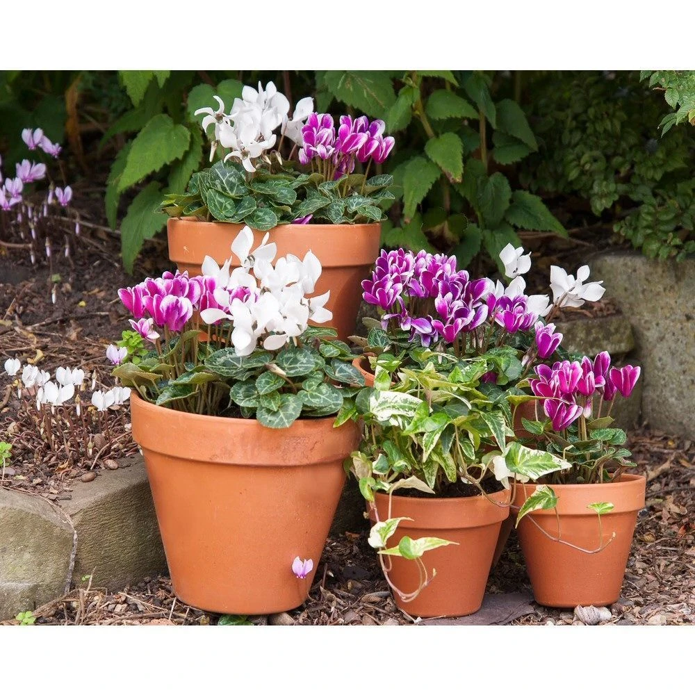 Woodlodge 43cm Terracotta Plain Pot 2 Woodlodge 43cm Terracotta Plain Pot - Image 2