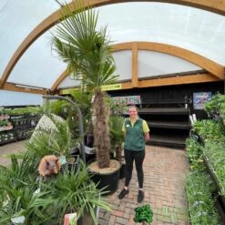 Trachycarpus Fortunei Chusan Palm Tree 3m Tall -Wolf-Garten Shop 5021768025277 3