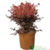 Nandina Domestica 'Obsessed' Heavenly Bamboo 30cm Tall (IT)