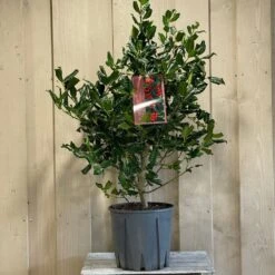 Front Page -Wolf-Garten Shop 5021768084373 2