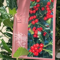 Ilex 'Nellie R.Stevens' Female Holly Bush 10Ltr Pot -Wolf-Garten Shop 5021768084373 3