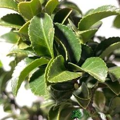 Euonymus Japonicus 'Benkomasaki' 40cm Tall (IT) -Wolf-Garten Shop 5021768087787 3