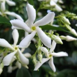 Trachelospermum Jasminoides 'Star Jasmine' Tripod Climber 120cm Tall (IT) -Wolf-Garten Shop 5021768087930 2 e192d392 7a65 4b82 b30c 4daa1dd0ffc3