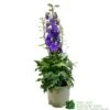 Delphinium Delgenius 'Breezin' 3Ltr Pot