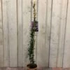 Trachelospermum Asiaticum 'Pink Showers' Climber 1m Tall (IT)