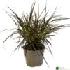 Pennisetum 'Chelsea' 2Ltr Pot
