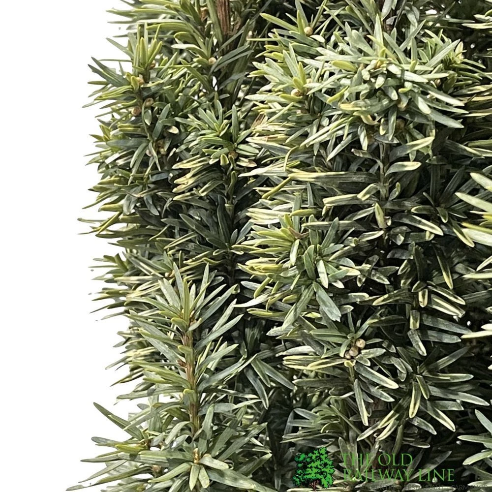 Taxus Baccata 'David' Yew Tree 1m Tall (IT) 2 Taxus Baccata 'David' Yew Tree 1m Tall (IT) - Image 2