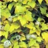 Physocarpus Opulifolius 'Angel Gold' Ninebark Plant 3Ltr Pot