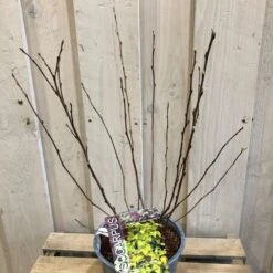 Physocarpus Opulifolius 'Angel Gold' Ninebark Plant 3Ltr Pot -Wolf-Garten Shop 5023242188591