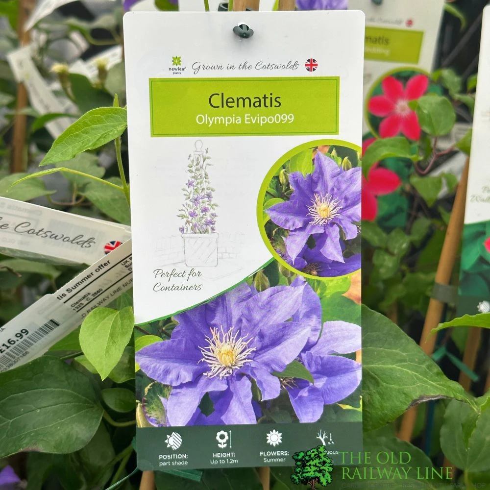 Clematis 'Olympia' Climber 3Ltr Pot 1 Clematis 'Olympia' Climber 3Ltr Pot