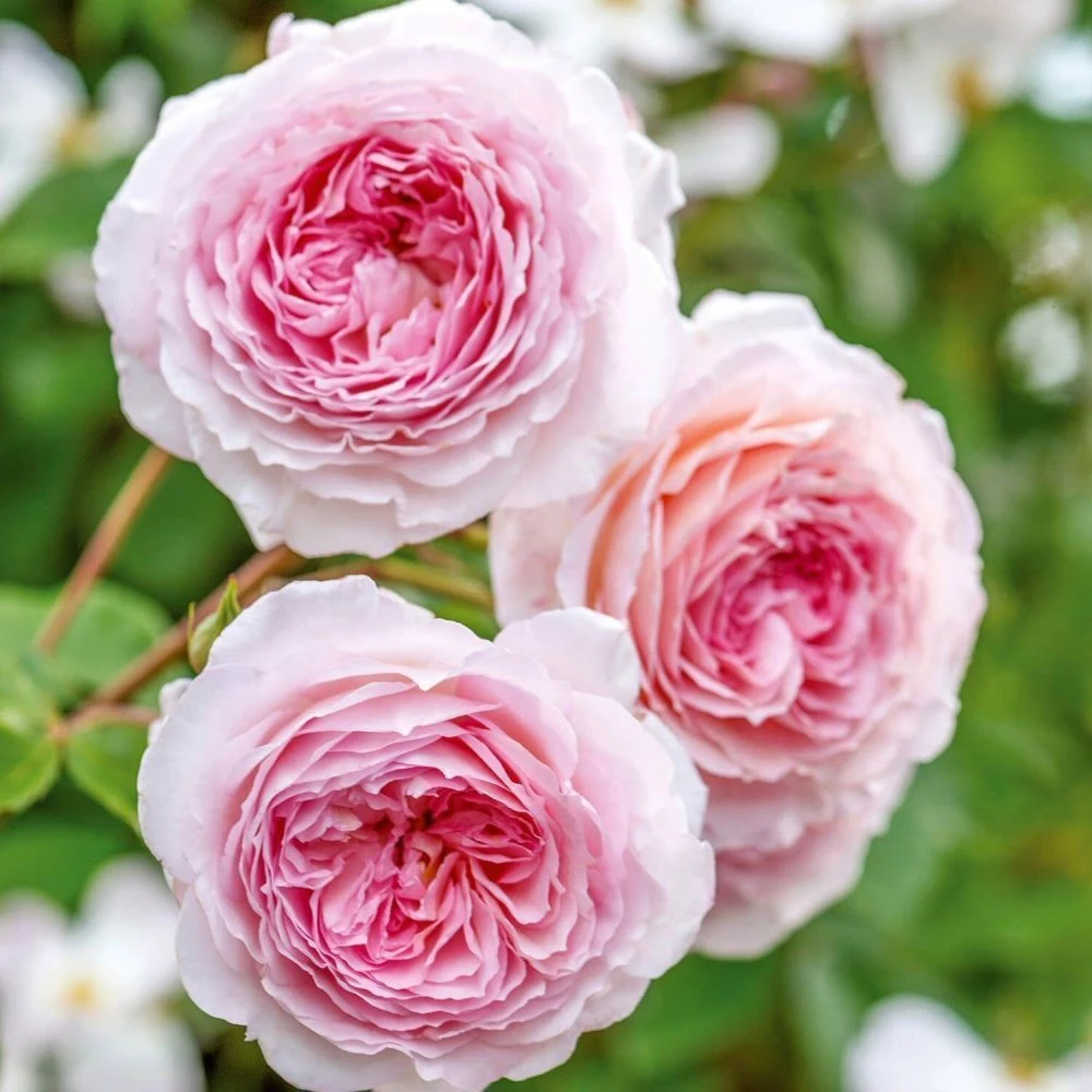 David Austin 'James Galway' Light Pink English Climbing Rose 6Ltr Pot 1 David Austin 'James Galway' Light Pink English Climbing Rose 6Ltr Pot