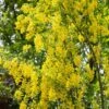 Laburnum Anagyroides ‘Yellow Rocket’ 12Ltr Pot