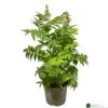 Sorbaria 'Sem' 3ltr Pot