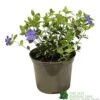 Vinca Minor 'Ralph Shugart' Plant 2Ltr Pot