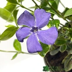 Vinca Minor 'Ralph Shugart' Plant 2Ltr Pot -Wolf-Garten Shop 5050704147971 2