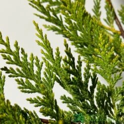 Cupressus 'Excalibur Gold' Conifer 3Ltr Pot -Wolf-Garten Shop 5050704420210 2