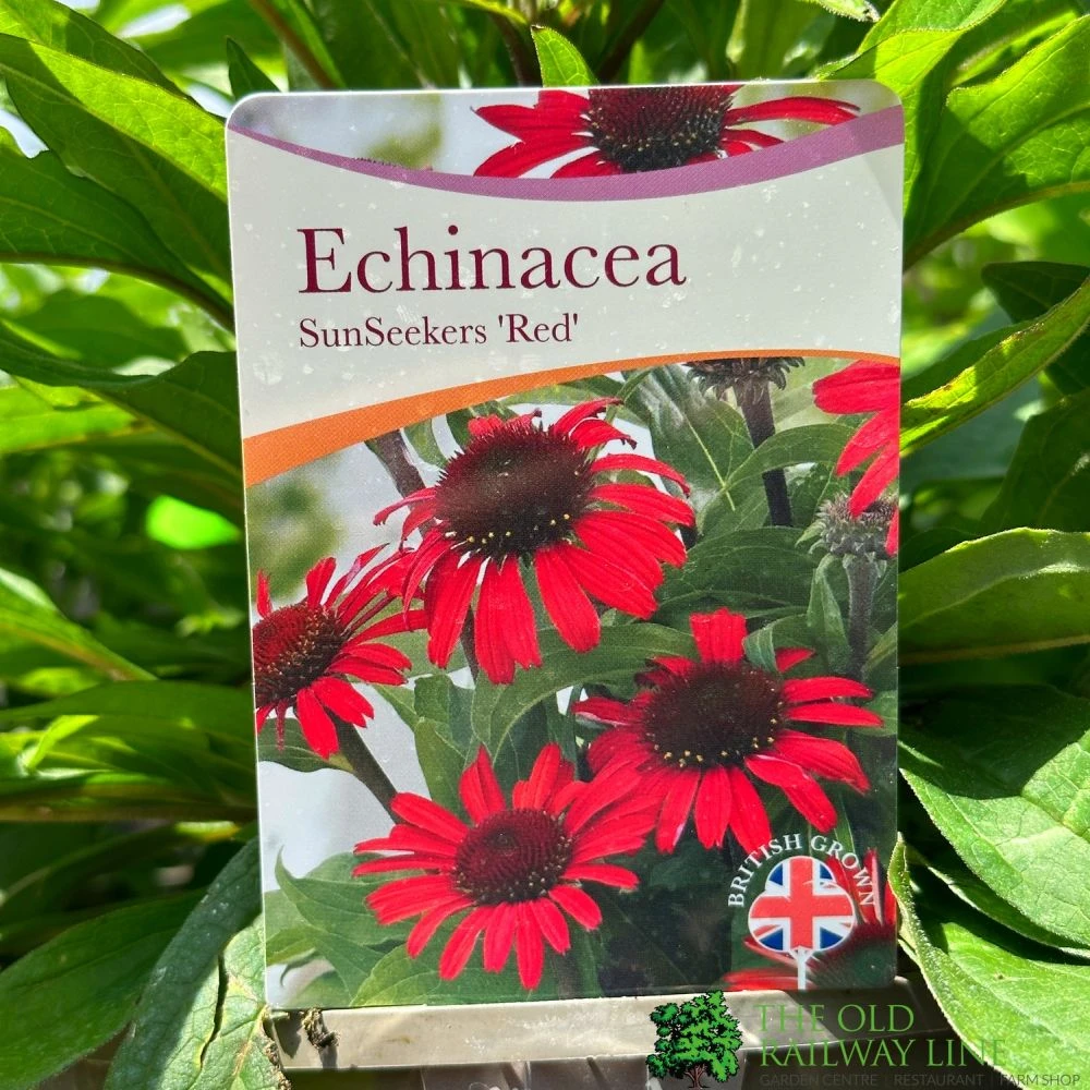 Echinacea 'Sunseekers Red' 3Ltr Pot 1 Echinacea 'Sunseekers Red' 3Ltr Pot