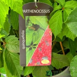 Parthenocissus Quinquefolia 3Ltr Pot