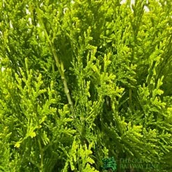 Platycladus Orientalis 'Aurea Nana' Conifer 3Ltr Pot 3 Platycladus Orientalis 'Aurea Nana' Conifer 3Ltr Pot -Wolf-Garten Shop 5055028611450 2