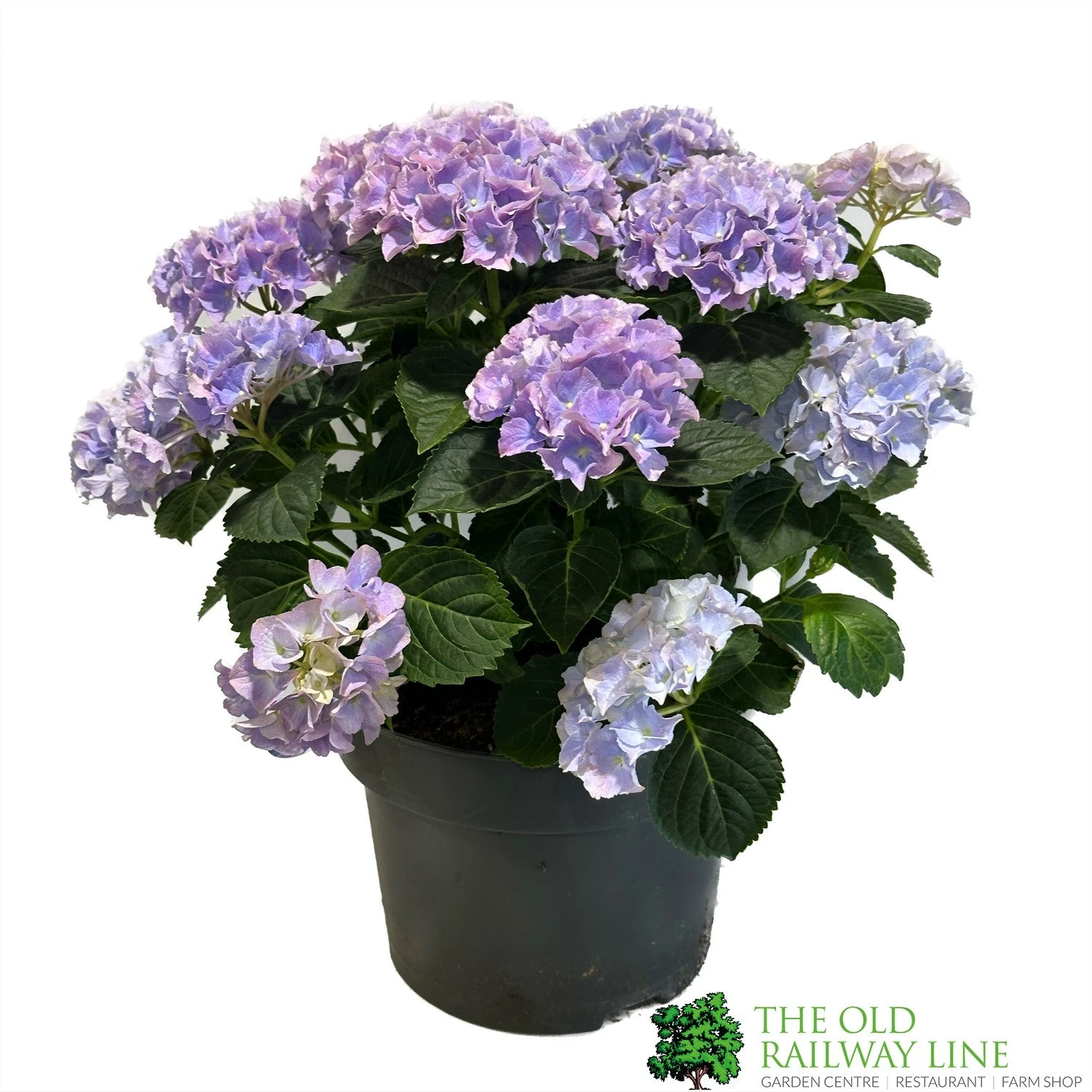 Hydrangea Macrophylla 'Mophead Blue' 5Ltr Pot 1 Hydrangea Macrophylla 'Mophead Blue' 5Ltr Pot
